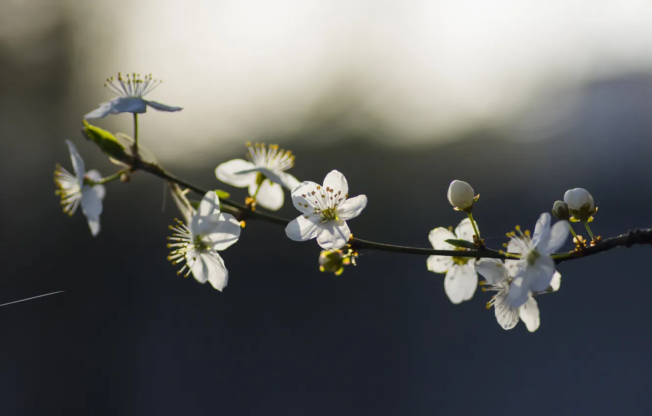Photo wallpaper nature, sprig, spring, bokeh
