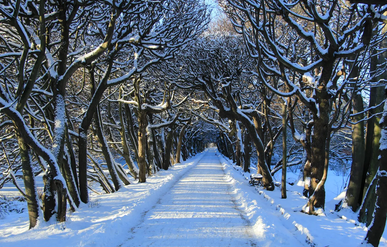 Photo wallpaper park, winter, snow, alley