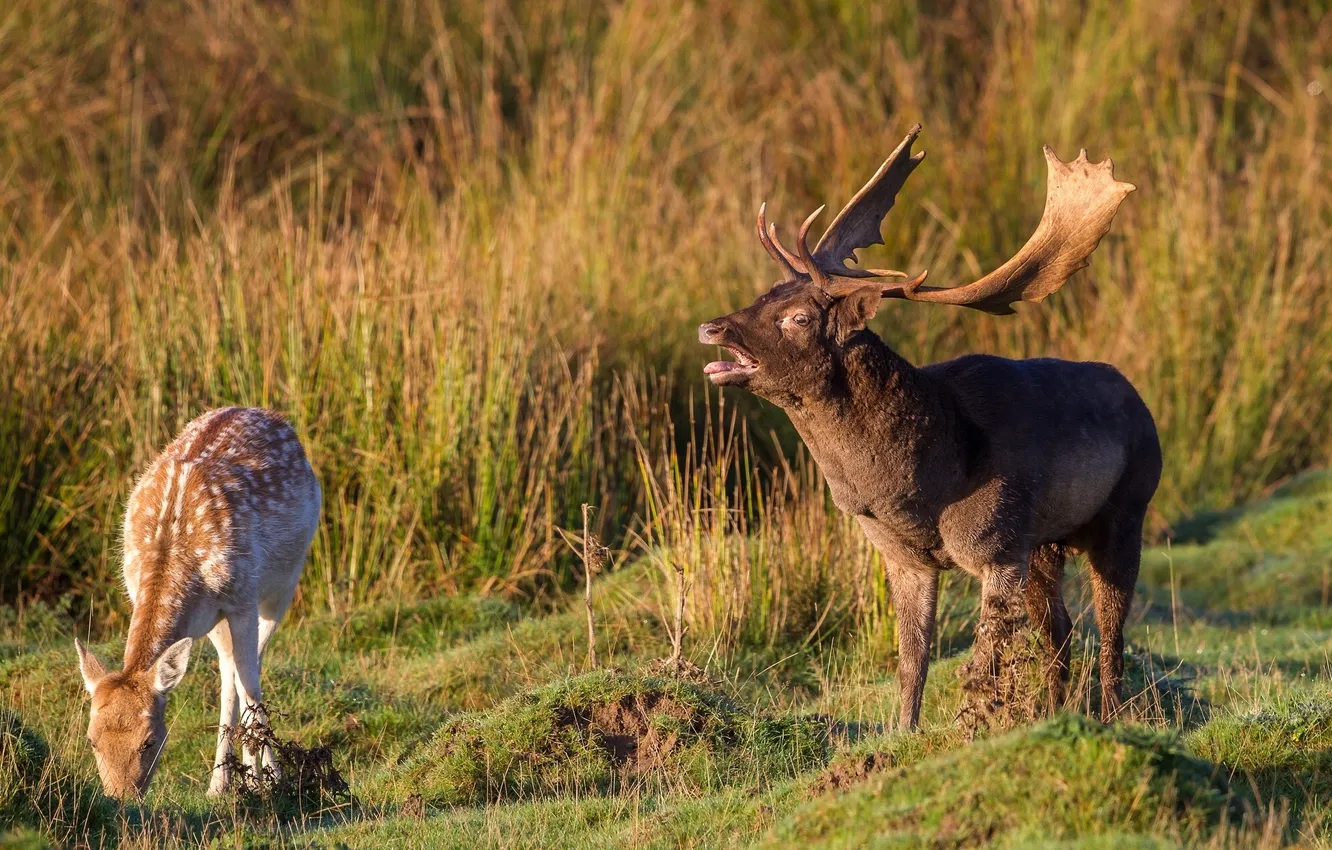 Photo wallpaper deer, a couple, Red deer