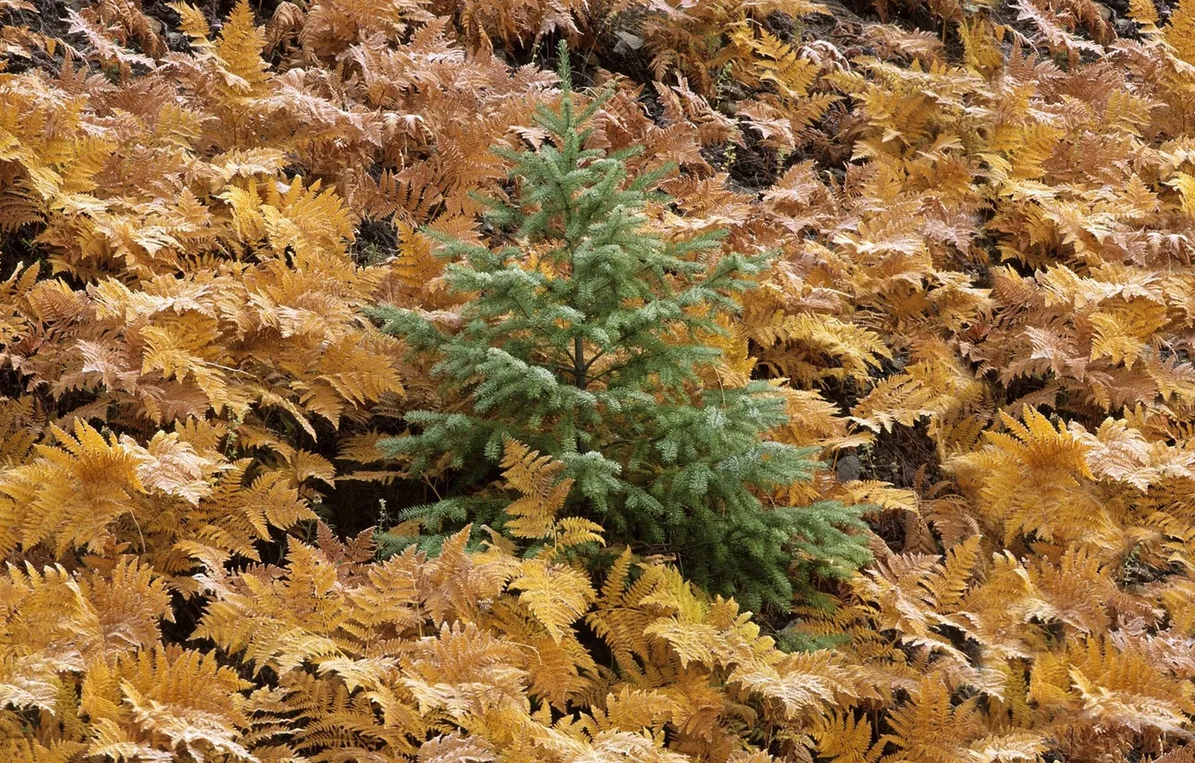 Photo wallpaper forest, leaves, yellow, tree, needles