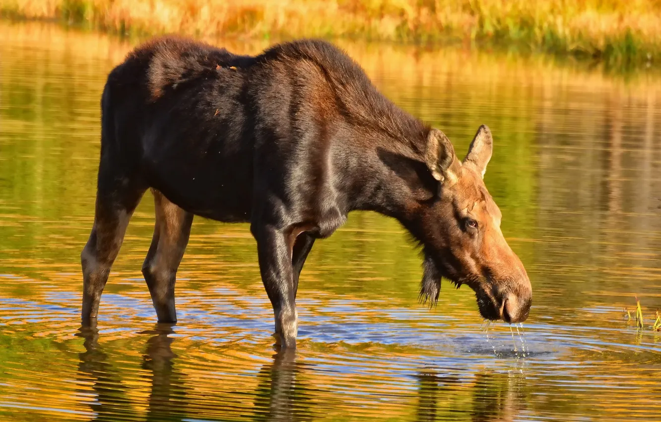 Photo wallpaper nature, background, moose