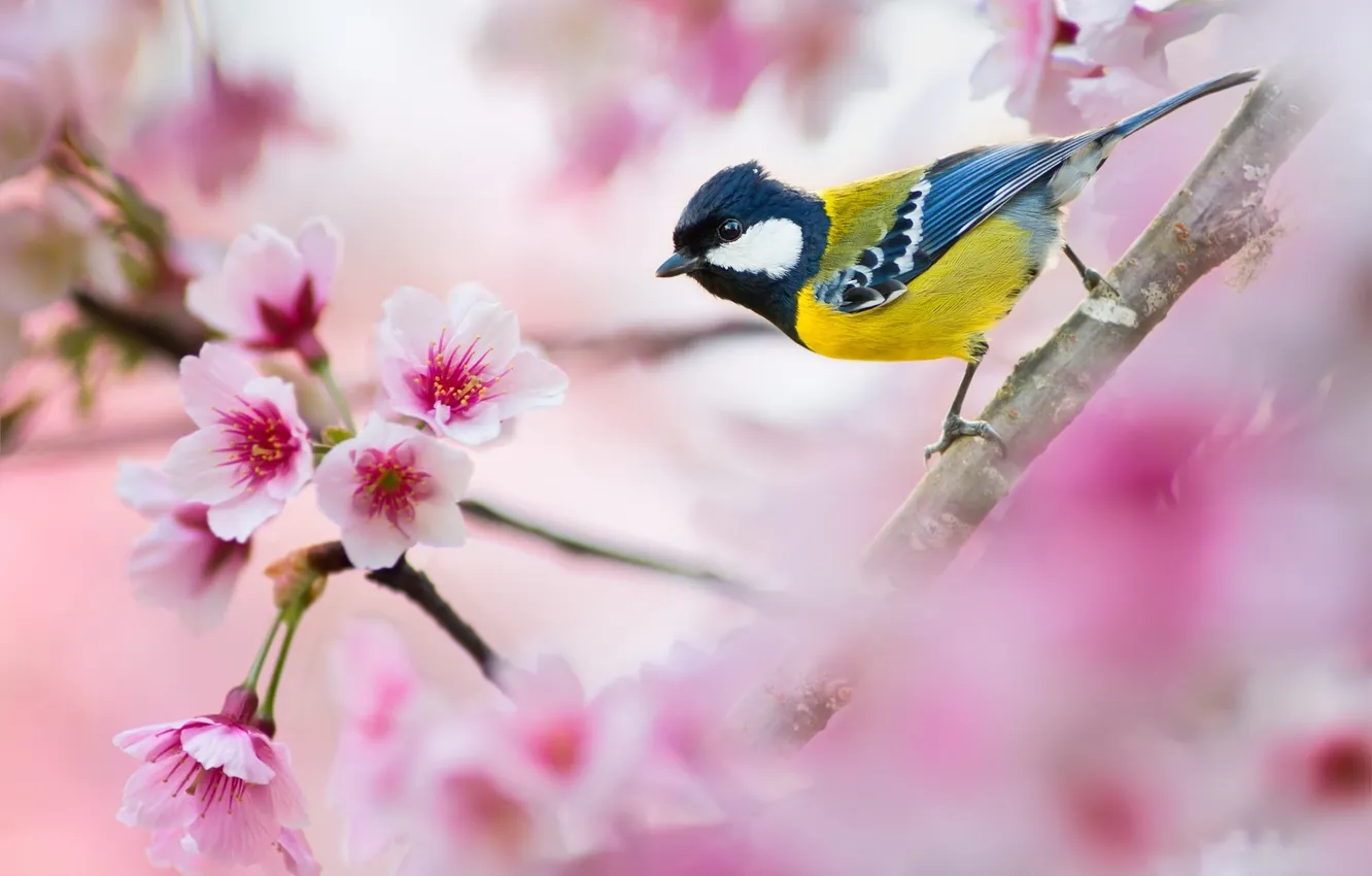 Photo wallpaper branch, Sakura, tit