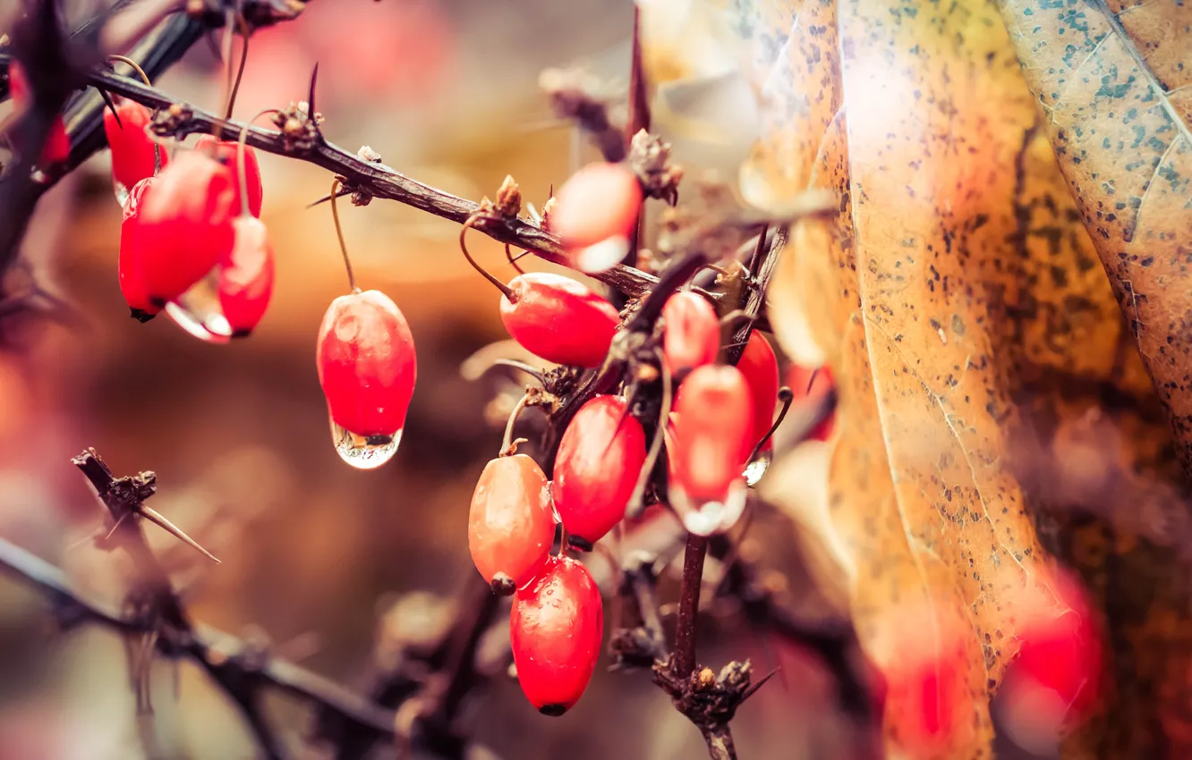 Photo wallpaper autumn, drops, branches, red, berries, leaf, fruit, spikes