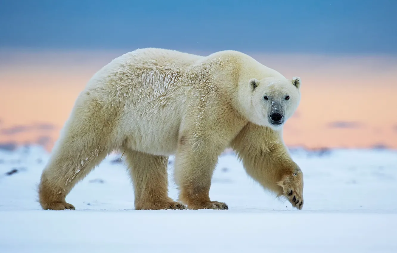 Photo wallpaper walk, polar bear, North