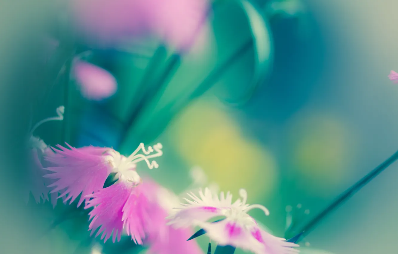 Photo wallpaper macro, flowers, mood, pink, light, unusual petals