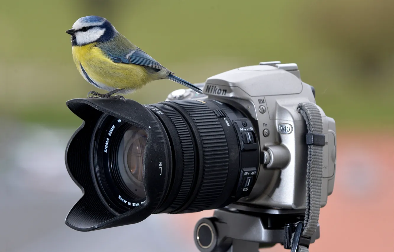 Photo wallpaper bird, the camera, bird, tit