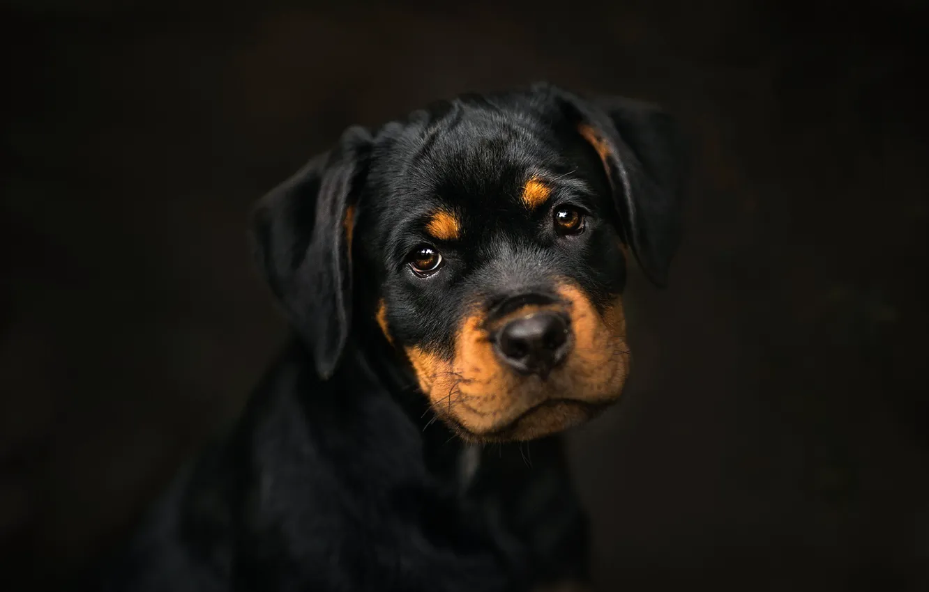 Photo wallpaper background, dog, puppy, Rottweiler, watchdog, Frelka