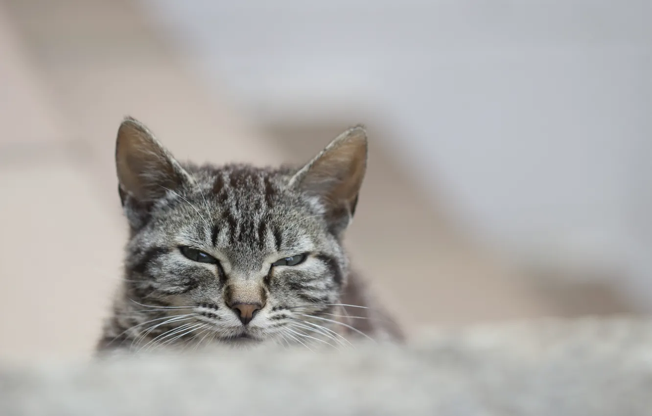 Photo wallpaper cat, cat, look, grey, portrait, striped
