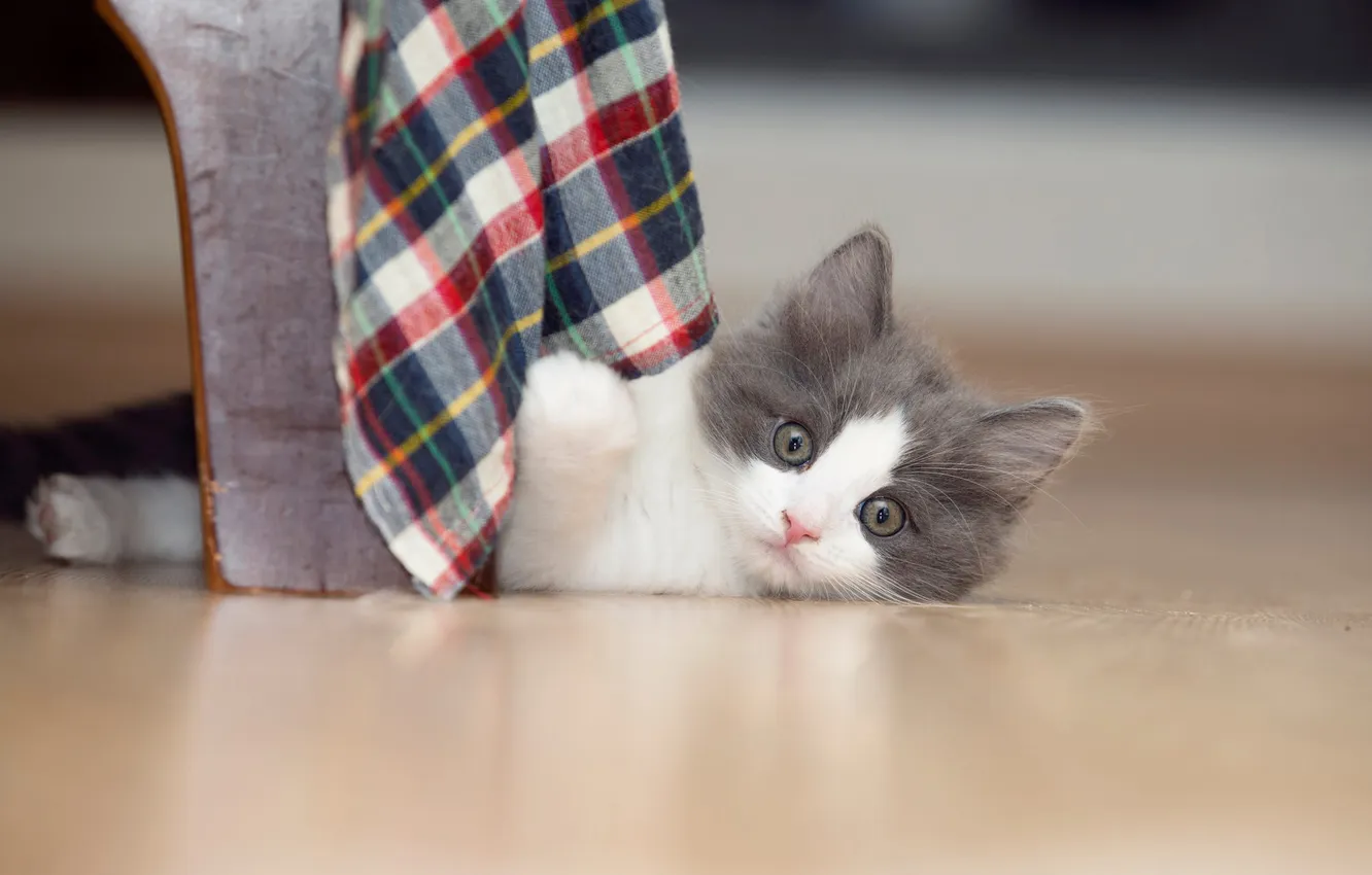 Photo wallpaper cat, look, pose, grey, towel, baby, chair, lies