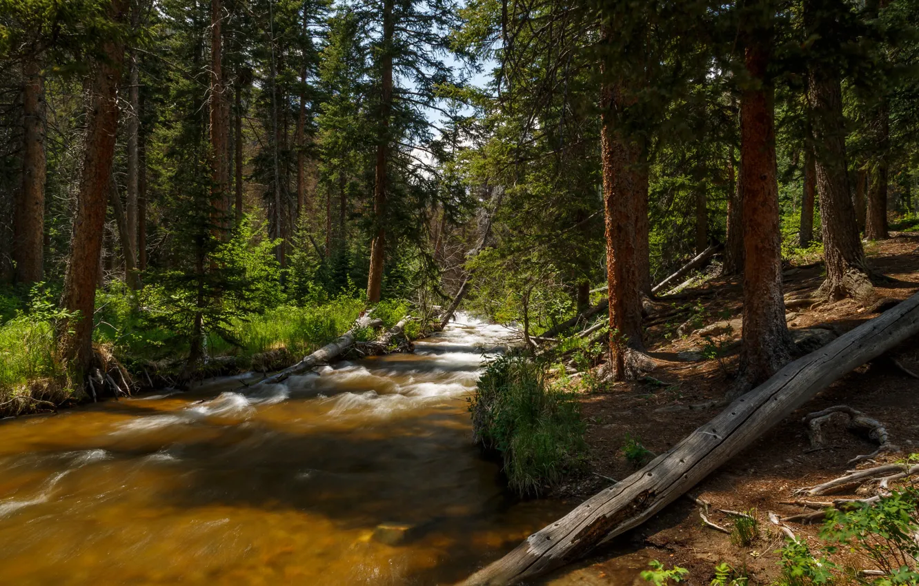 Photo wallpaper greens, forest, trees, nature, river