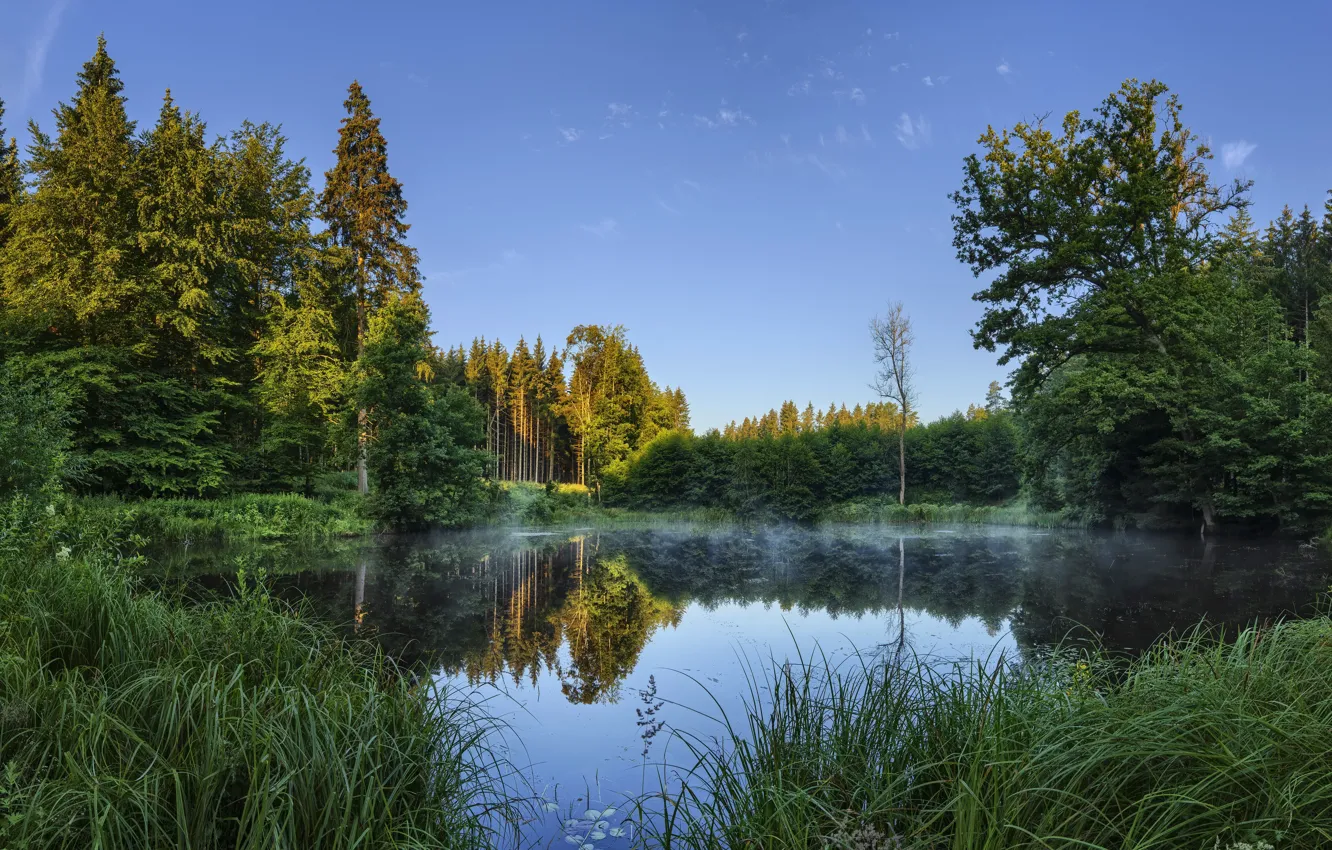 Photo wallpaper forest, summer, lake