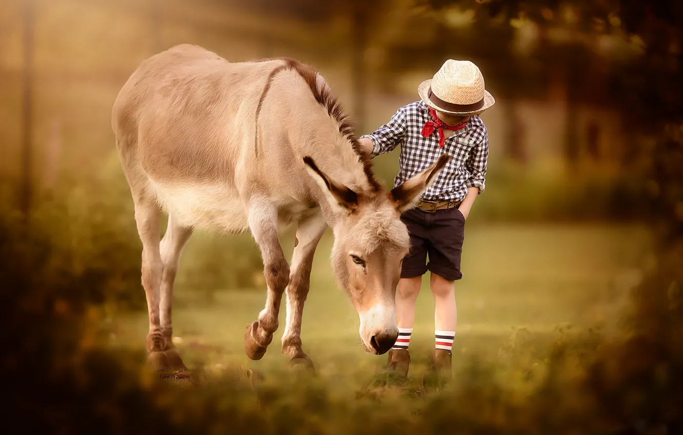 Photo wallpaper nature, boy, donkeys