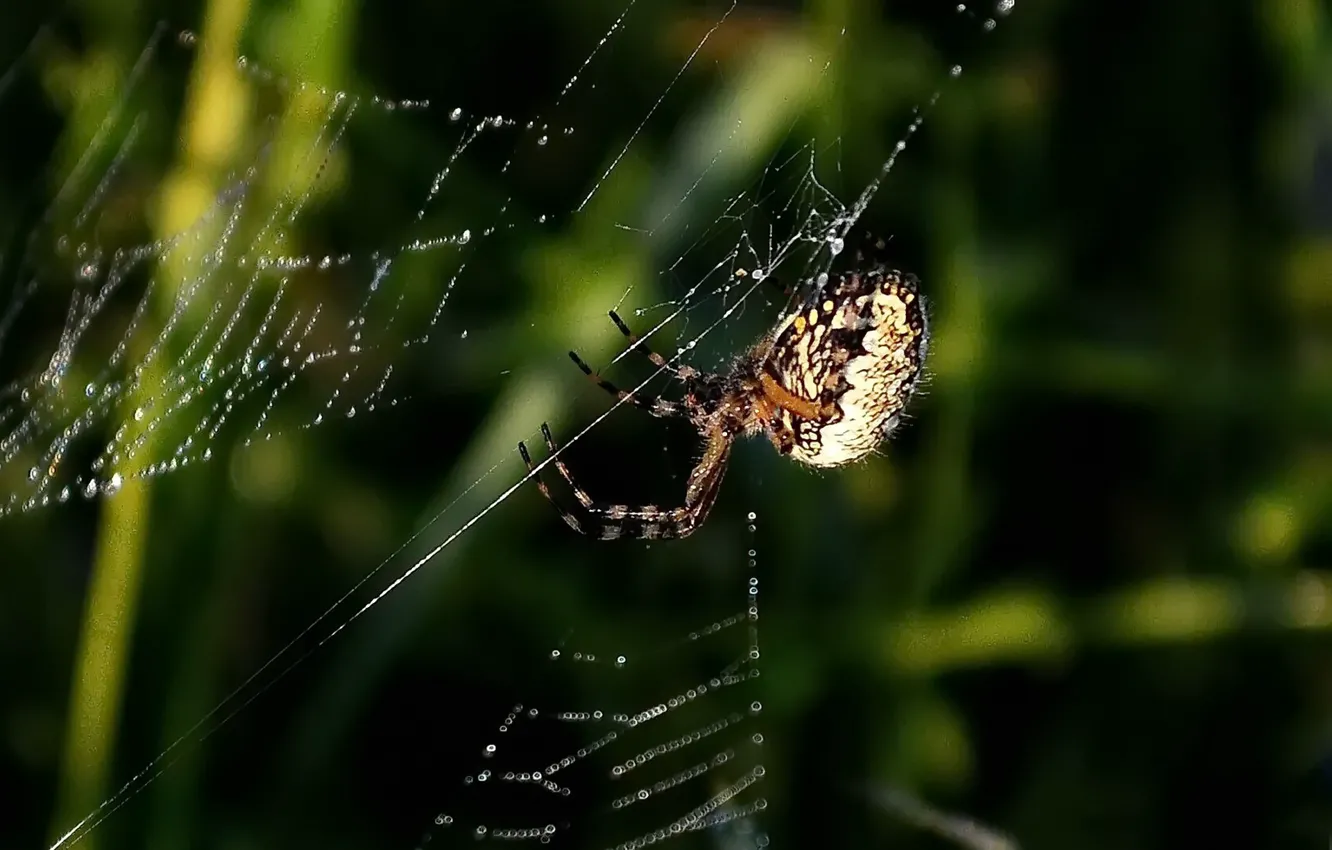 Photo wallpaper summer, web, spider