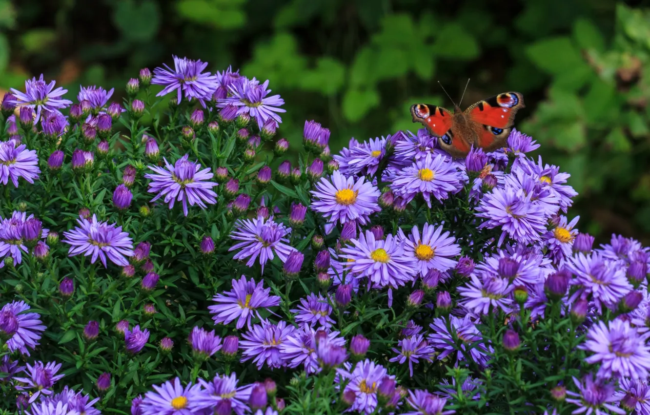 Photo wallpaper butterfly, lilac, Tatar Astra