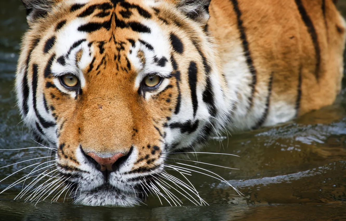Photo wallpaper water, tiger, bathing