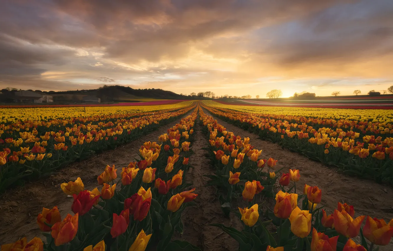 Photo wallpaper field, the sky, the sun, clouds, sunset, flowers, orange, yellow