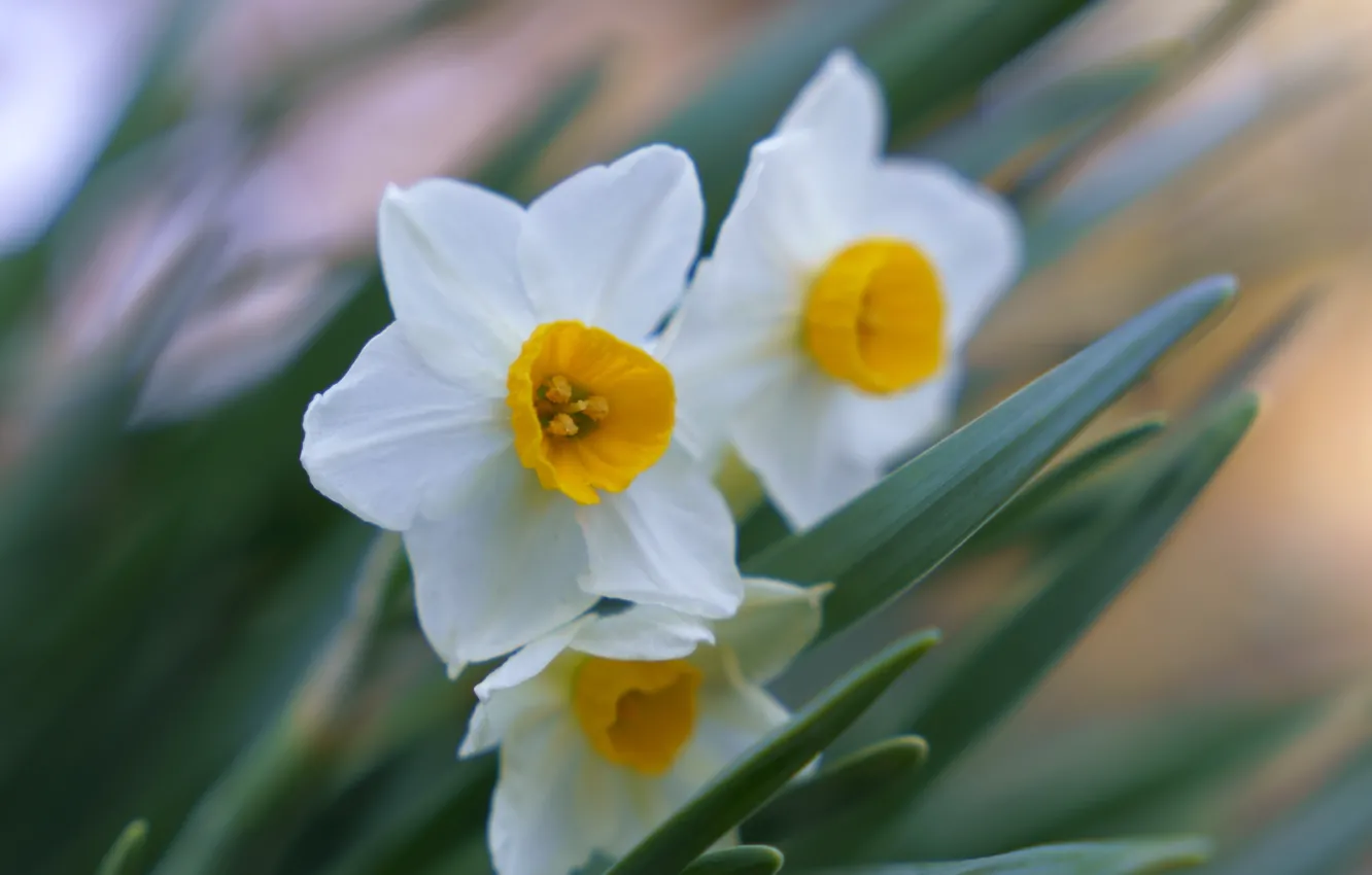 Photo wallpaper macro, flowers, spring, white, daffodils, bokeh