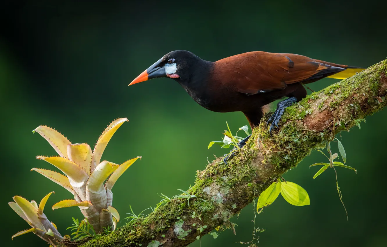 Photo wallpaper tropics, bird, Toucan