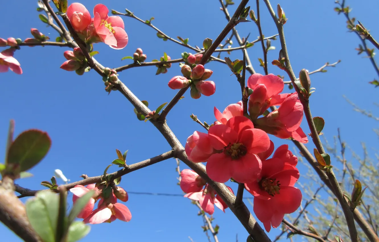 Photo wallpaper the sky, branches, April, quince, spring 2018, Meduzanol ©