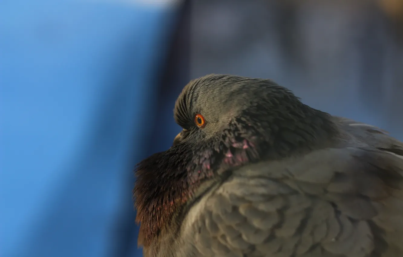 Photo wallpaper snow, animal, bird