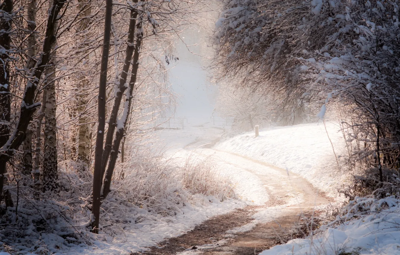 Photo wallpaper winter, road, forest, nature