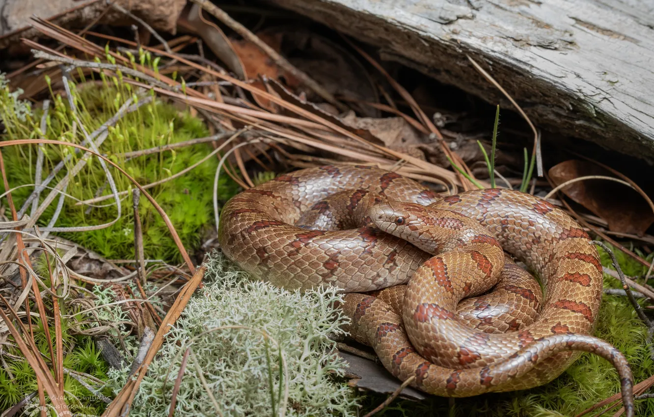 Photo wallpaper strips, nature, snake