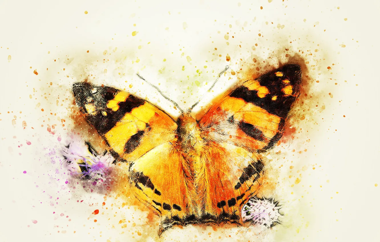 Photo wallpaper macro, background, butterfly, stylized painting