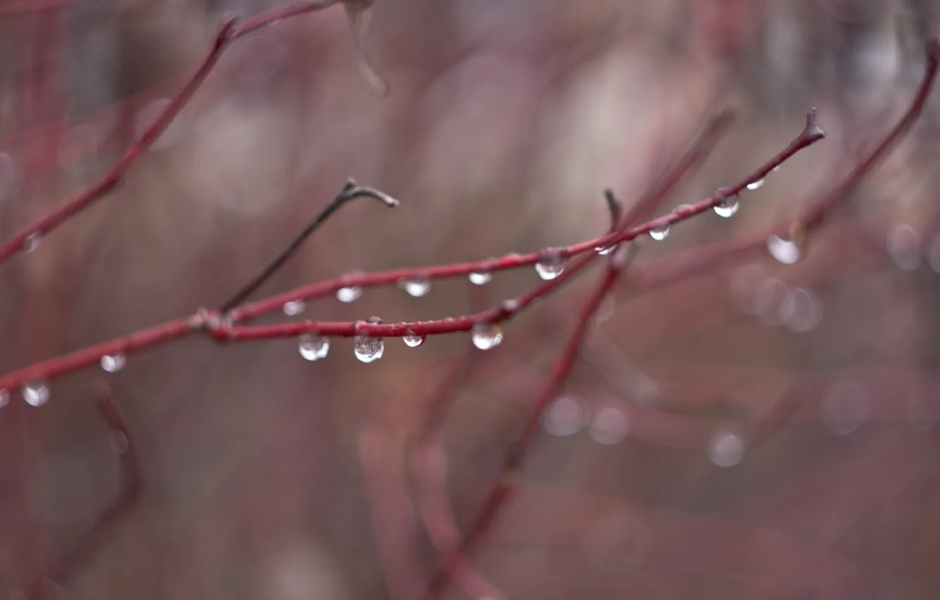 Photo wallpaper autumn, water, drops, branches, rain