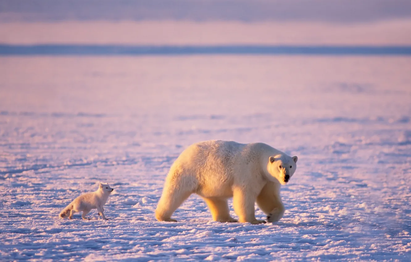 Photo wallpaper ice, bear, polar bear, Arctic, Fox, polar bears