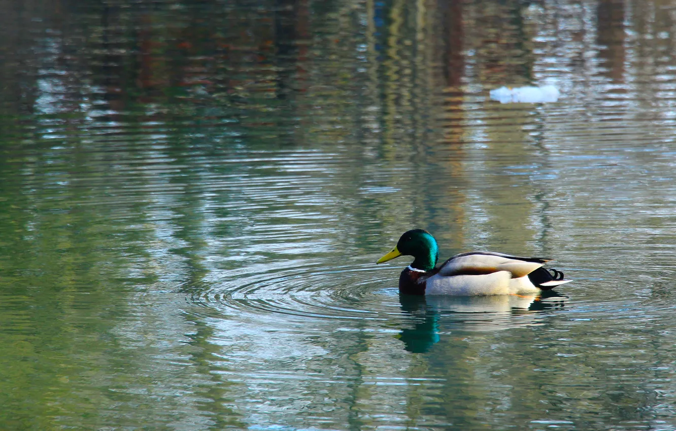 Photo wallpaper bird, water, duck