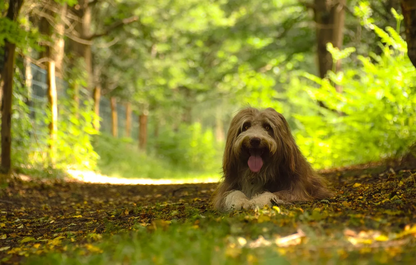 Photo wallpaper forest, dog, dog, Bearded collie