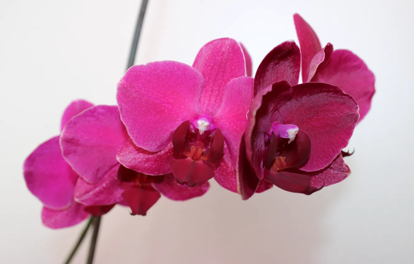 Photo wallpaper flowers, Orchid, an Orchid branch