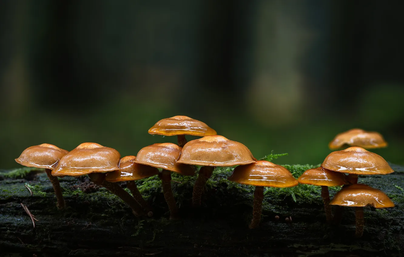 Photo wallpaper mushrooms, moss, mushrooms