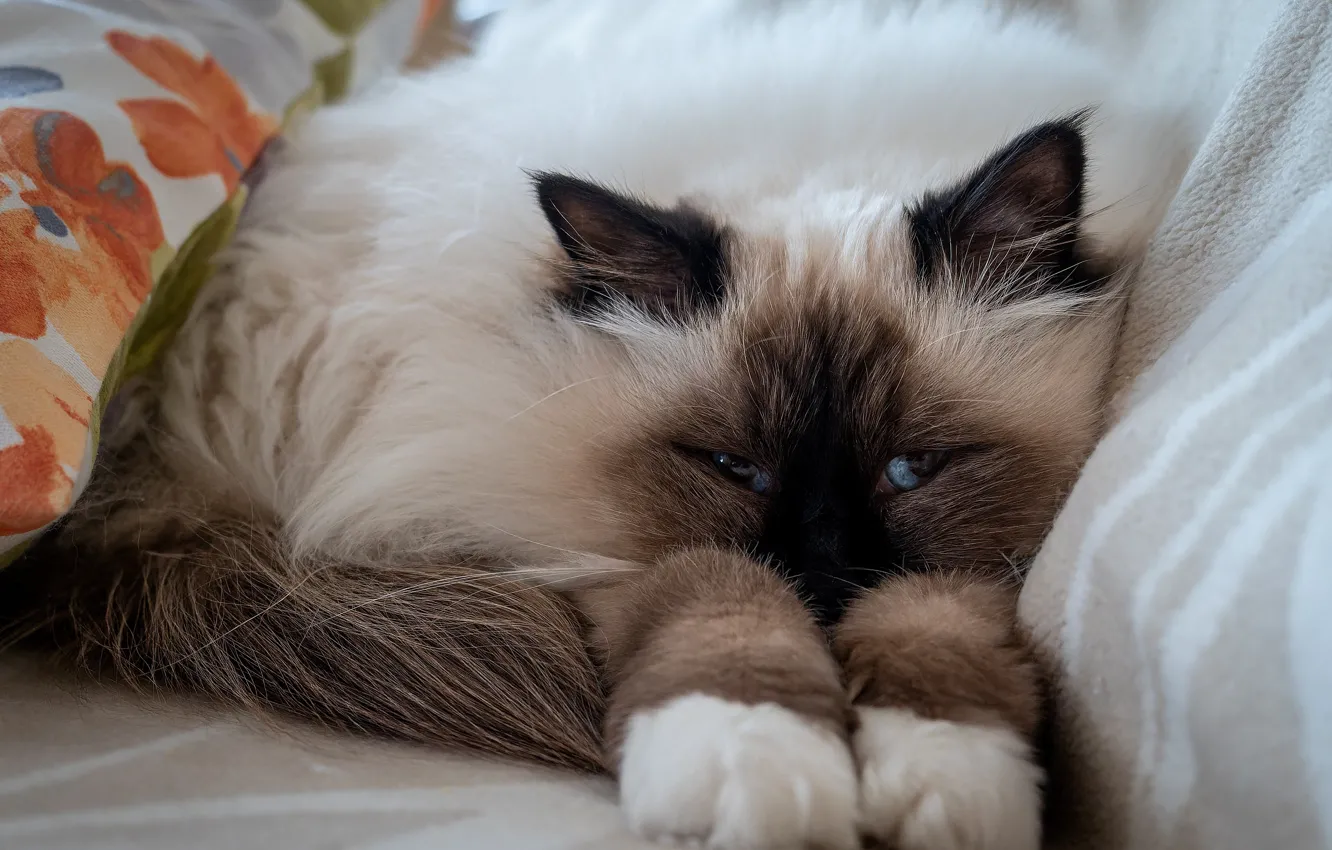 Photo wallpaper cat, look, pose, legs, pillow, tail, lies, kitty