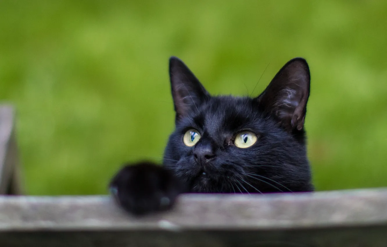 Photo wallpaper cat, black, curiosity