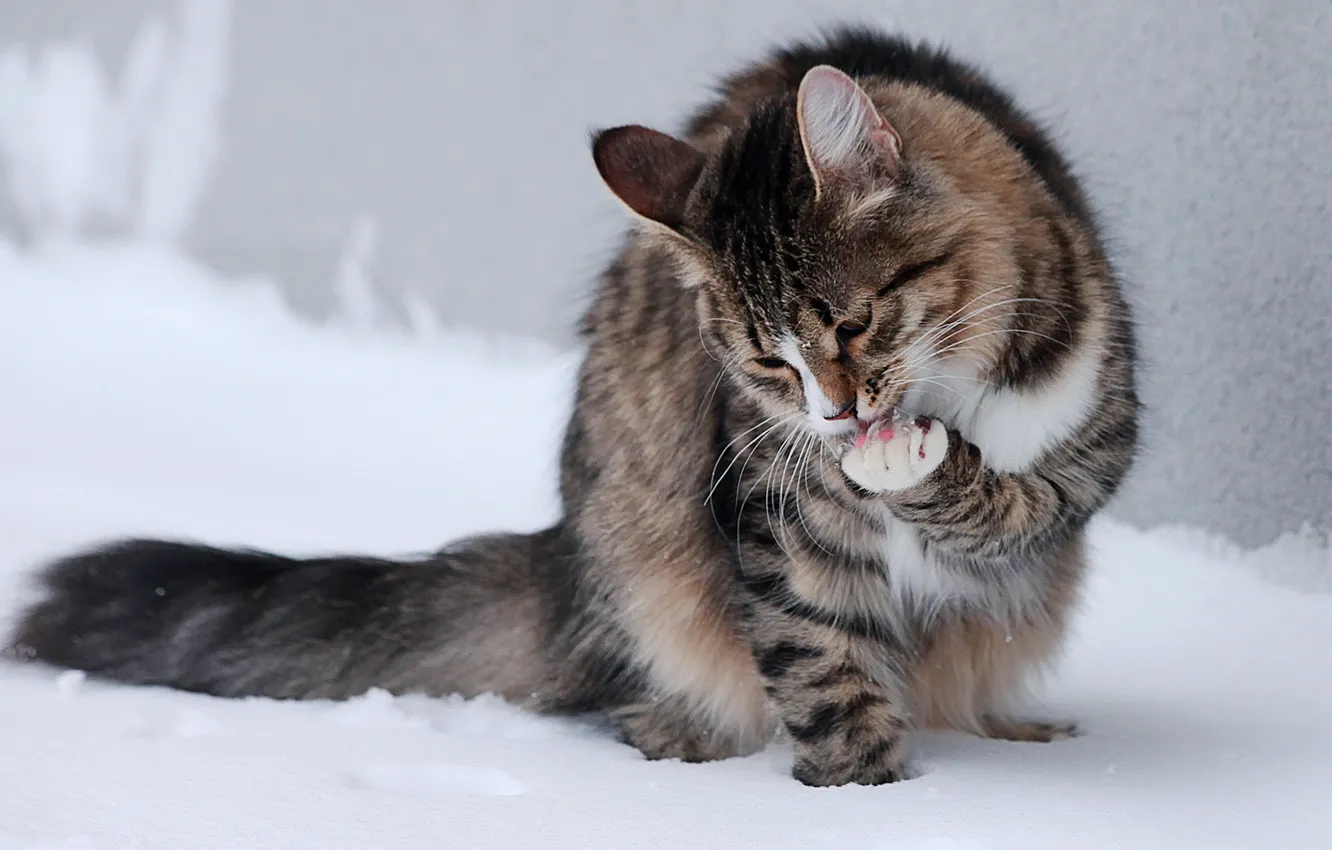 Photo wallpaper cat, snow, legs, sitting, licking