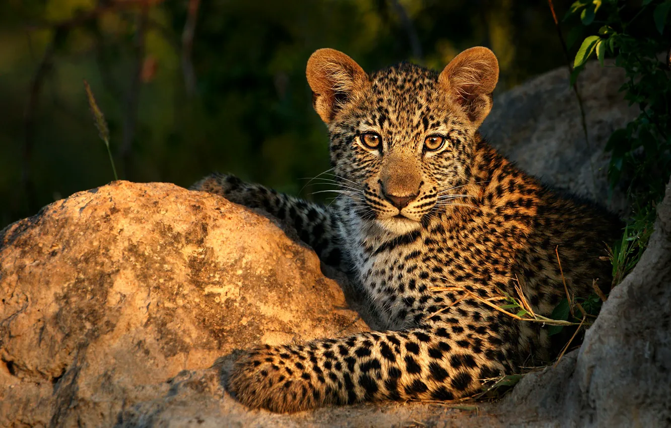 Photo wallpaper look, face, light, nature, pose, stones, paws, baby