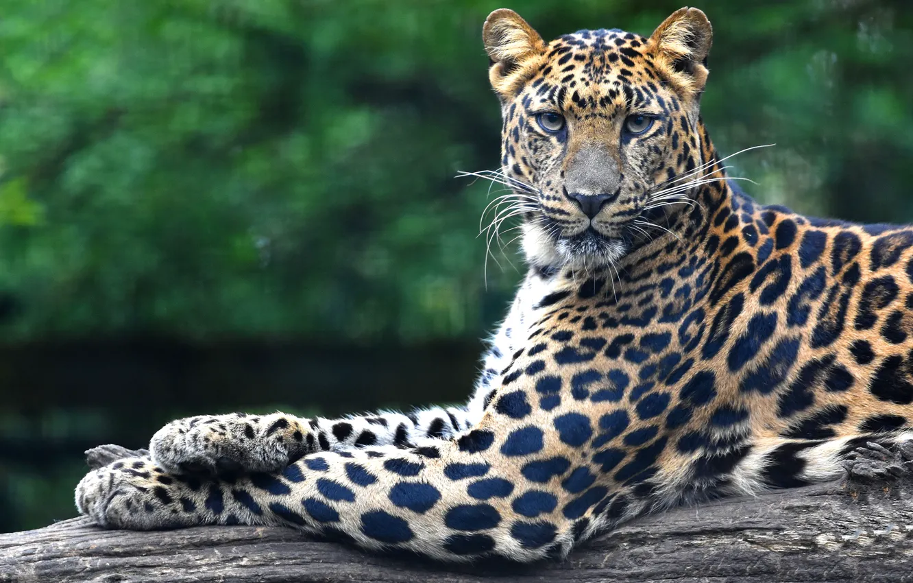 Photo wallpaper look, face, pose, paws, leopard, lies, log