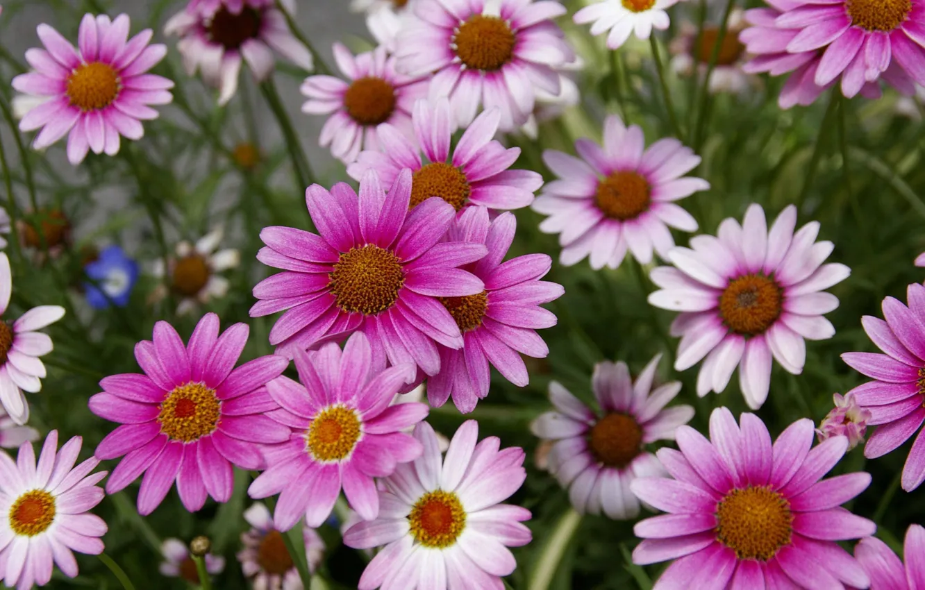 Photo wallpaper summer, meadow, pink