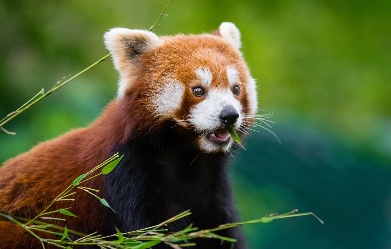 Photo wallpaper wool, muzzle, red Panda, red Panda