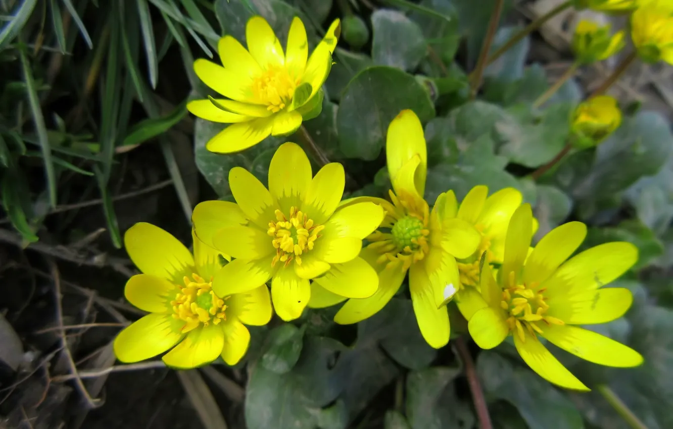 Photo wallpaper flowers, yellow, spring 2018, Mamala ©