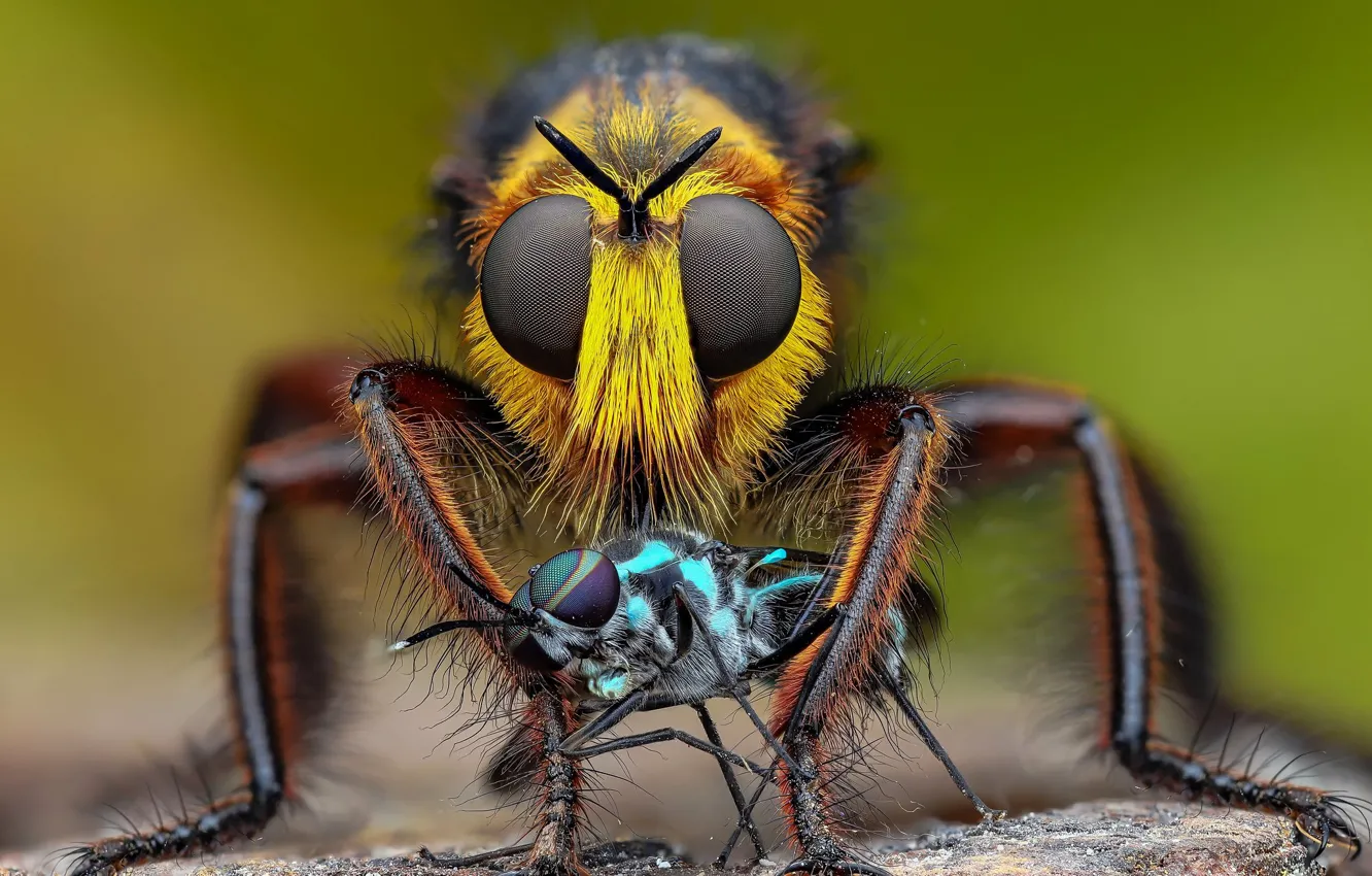 Photo wallpaper eyes, look, macro, insects, fly, two, flies, fly