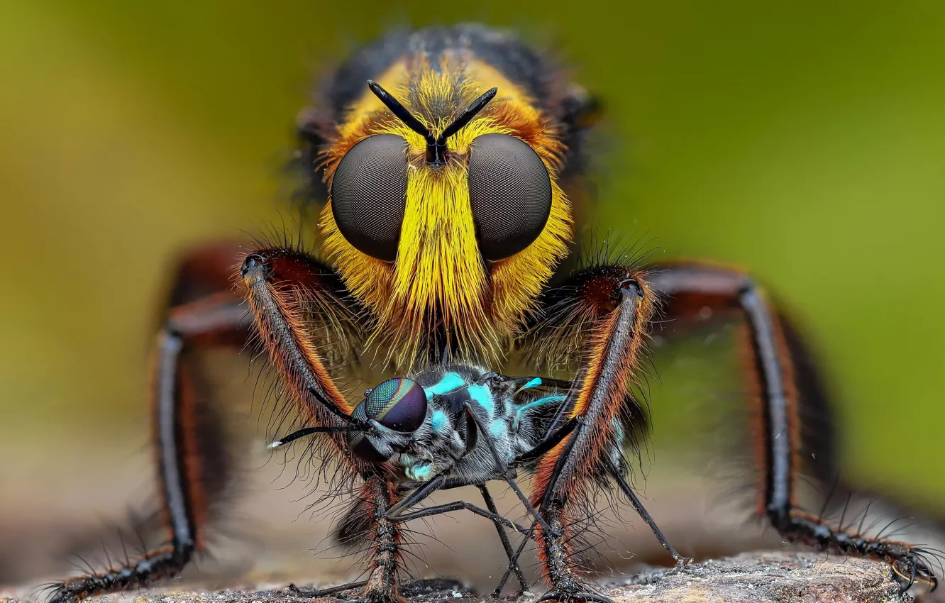 Photo wallpaper eyes, look, macro, fly, two, insect, fly