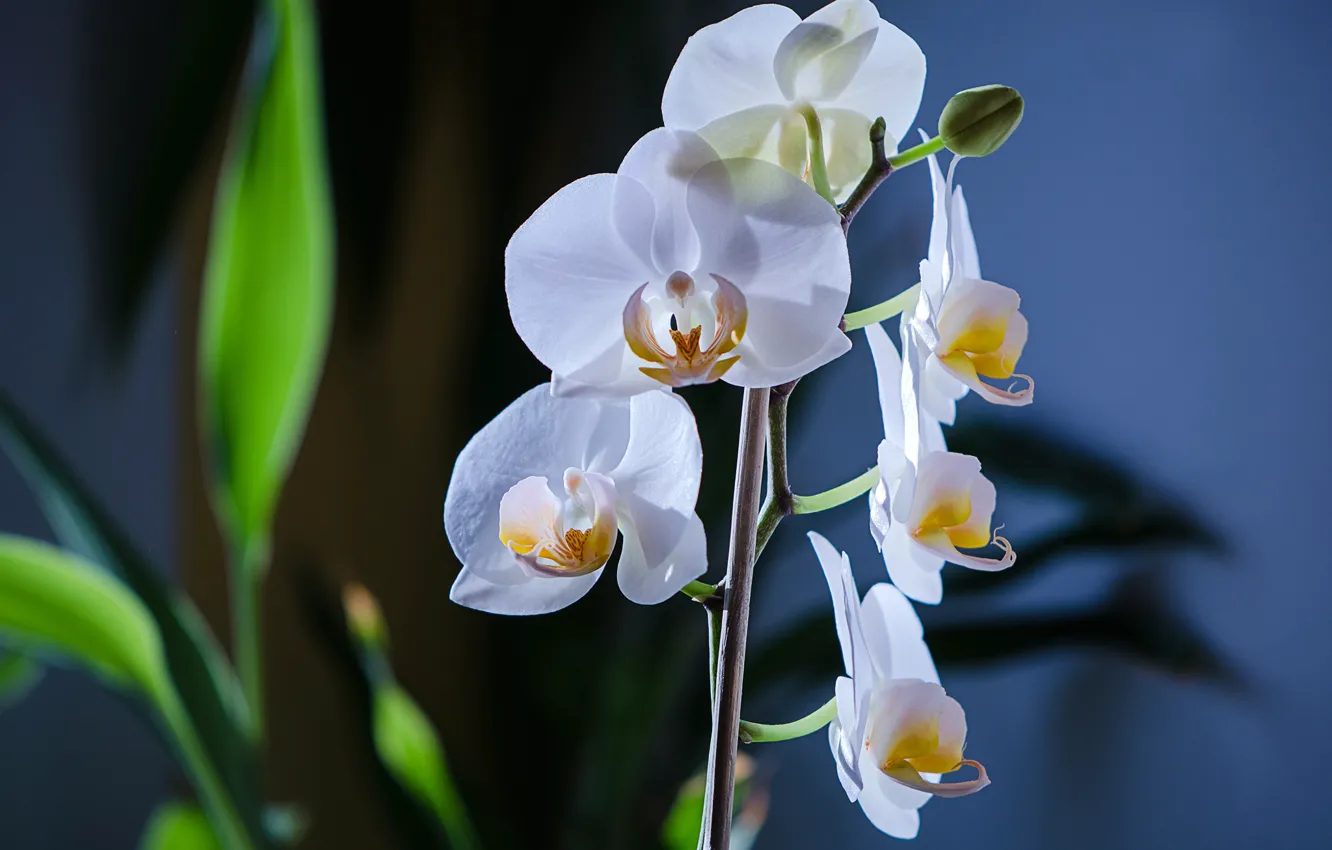 Photo wallpaper macro, Orchid, Phalaenopsis