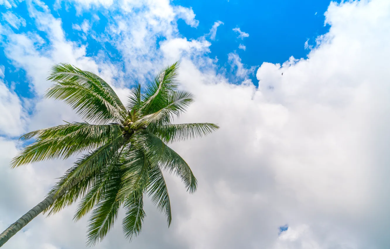 Photo wallpaper the sky, clouds, nature, Palma, sky, nature, clouds, palm trees