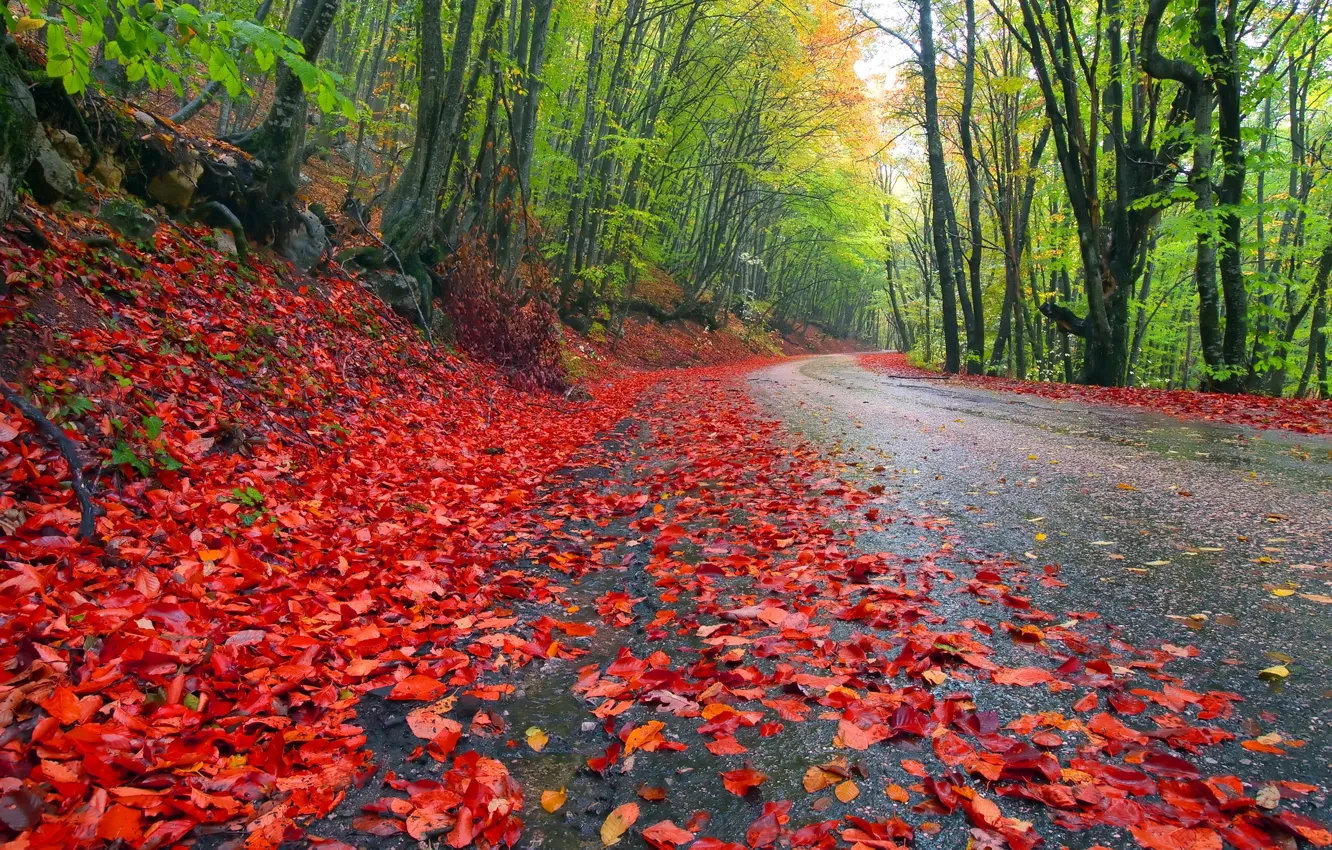 Photo wallpaper road, autumn, forest, the sky, leaves, trees, landscape, nature