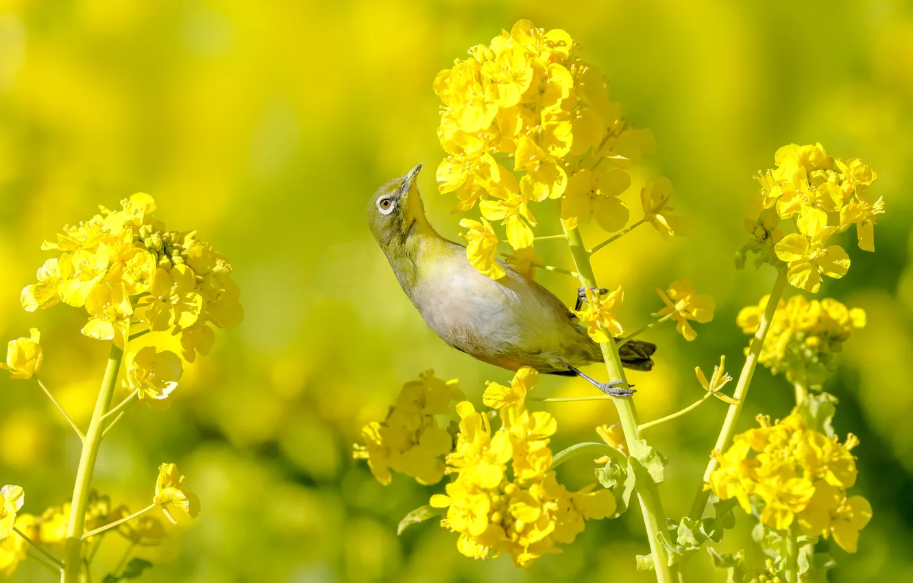 Photo wallpaper light, flowers, yellow, bird, spring, yellow background, rape, Japanese white-eye