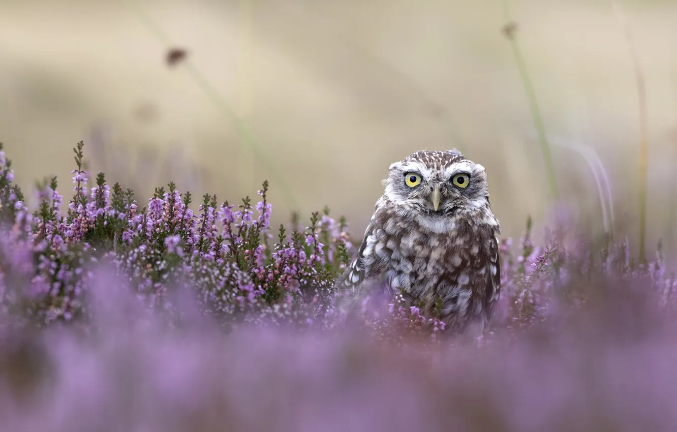 Photo wallpaper flowers, owl, bird, glade, owl, Heather