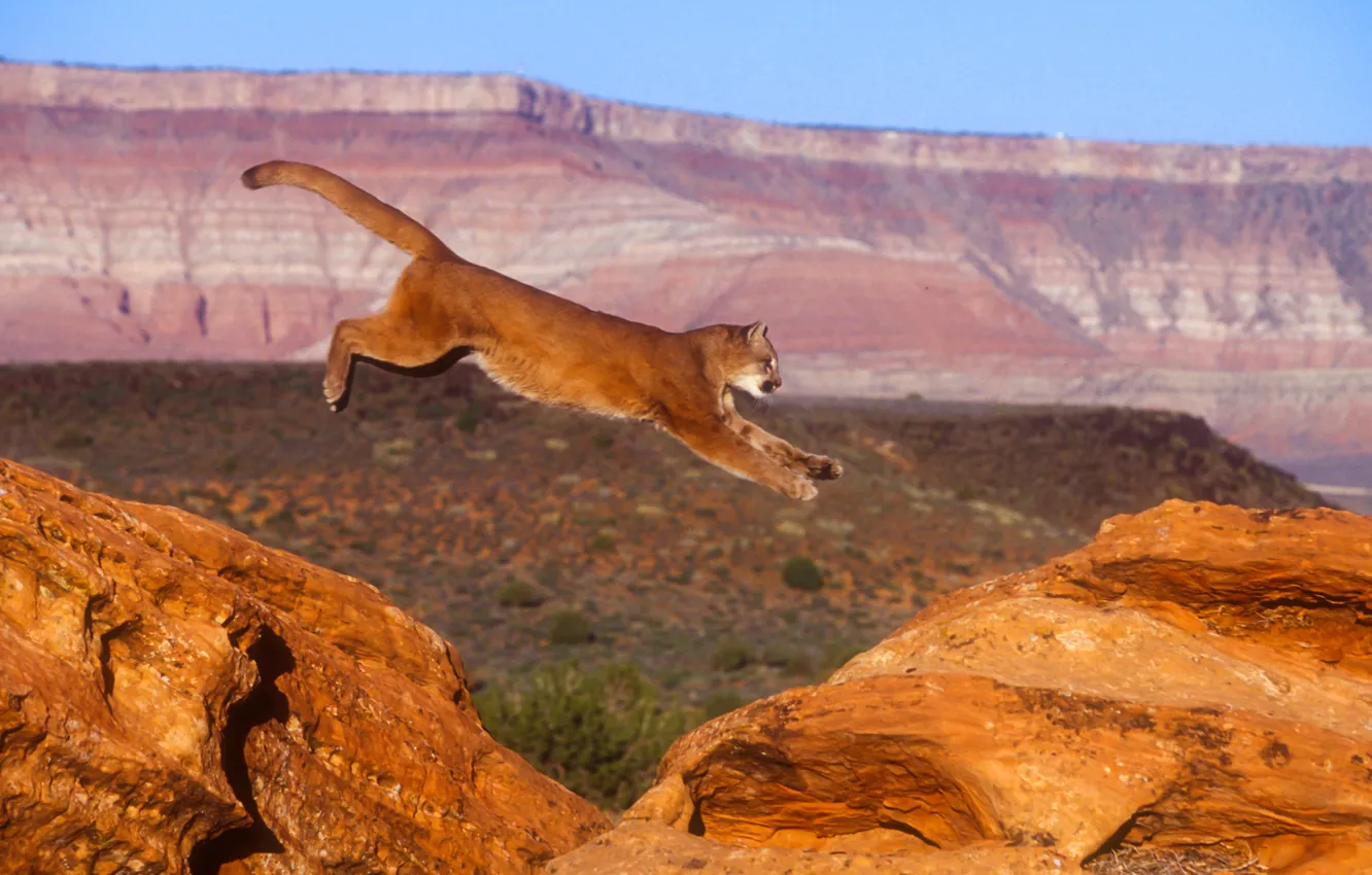 Photo wallpaper cat, nature, jump, Puma, mountain lion, Cougar