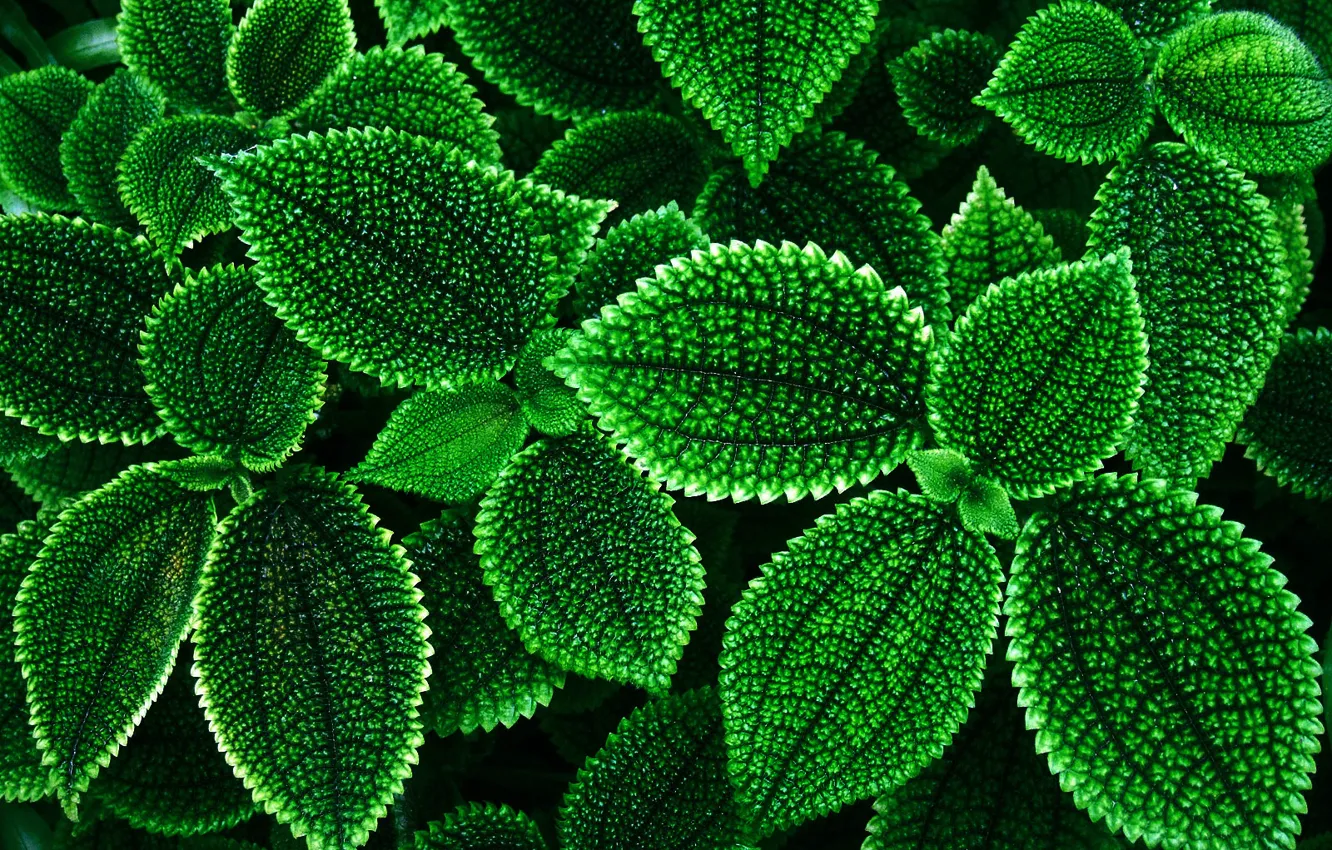 Photo wallpaper plants, contour, leaves, serrate, greenbacks